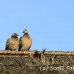 bird_dove_nlem_h_0559_bal3849.jpg